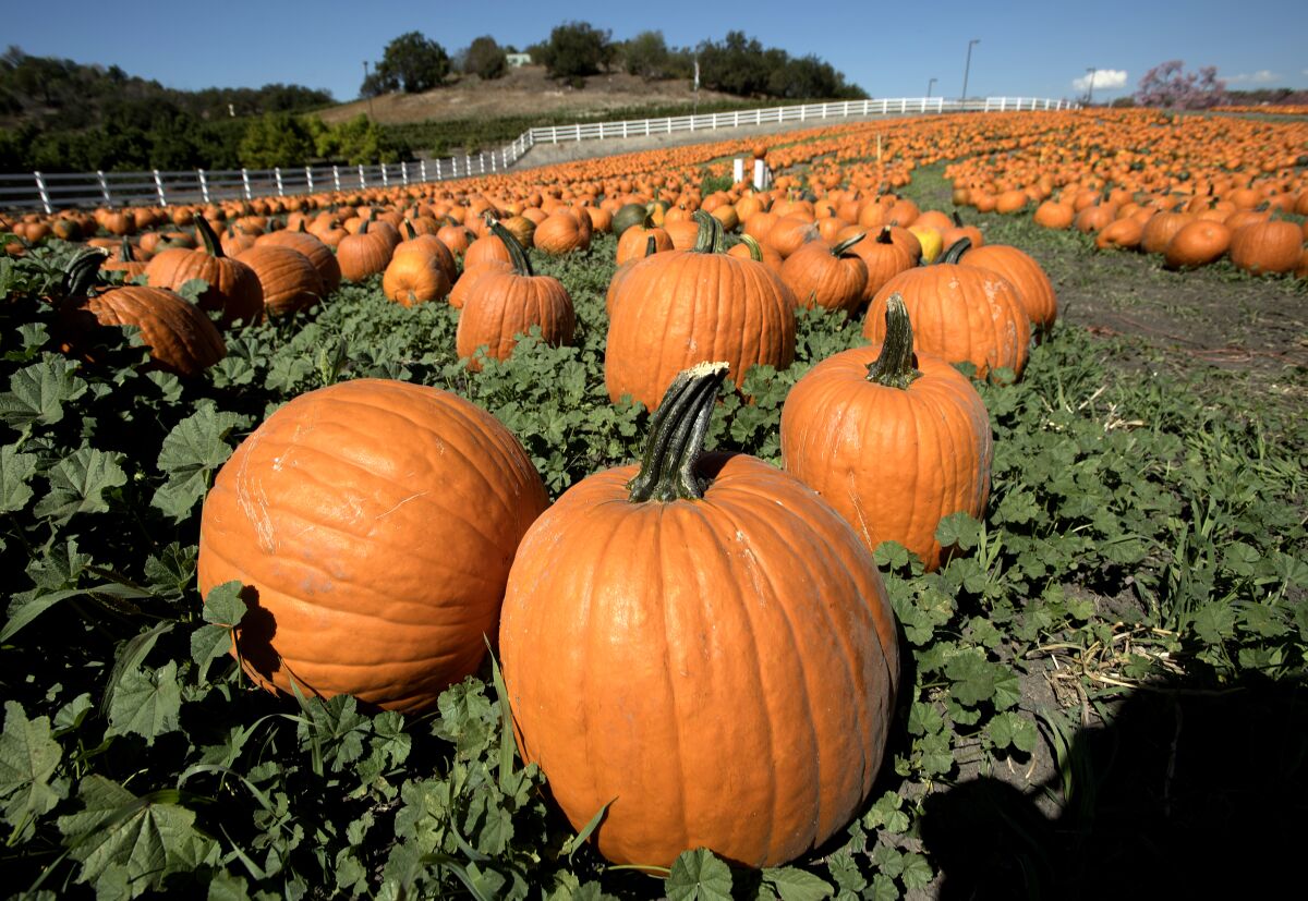 Los Angeles pumpkin patches Cal Poly Pumpkin Fest Los Angeles Times