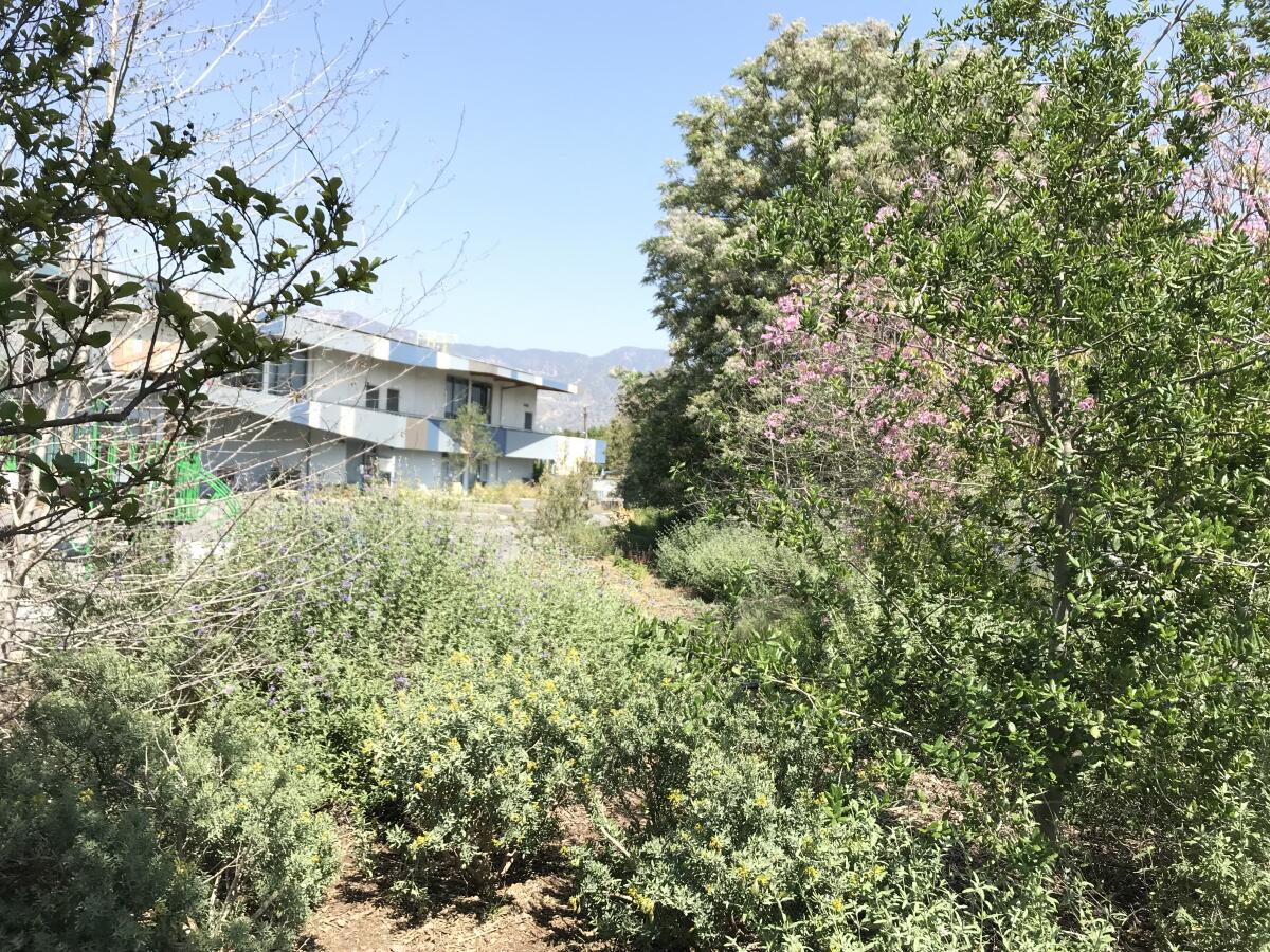 Native plants at Franklin Elementary in Glendale.