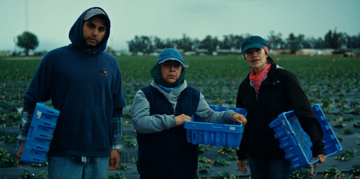 Tres trabajadores del campo miran hacia adelante, llevando cestas de fresas.