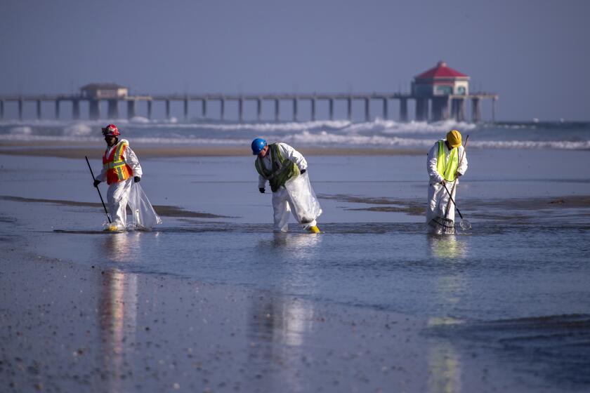 Huntington Beach, CA - October 05: Environmental oil spill cleanup crews clean oil chucks off the beach from a major oil spill in Huntington Beach Tuesday, Oct. 5, 2021. Environmental cleanup crews are spreading out across Huntington Beach and Newport Beach to cleanup the damage from a major oil spill off the Orange County coast that left crude spoiling beaches, killing fish and birds and threatening local wetlands. The oil slick is believed to have originated from a pipeline leak, pouring 126,000 gallons into the coastal waters and seeping into the Talbert Marsh as lifeguards deployed floating barriers known as booms to try to stop further incursion, said Jennifer Carey, Huntington Beach city spokesperson. At sunrise Sunday, oil was on the sand in some parts of Huntington Beach with slicks visible in the ocean as well. "We classify this as a major spill, and it is a high priority to us to mitigate any environmental concerns," Carey said. "It's all hands on deck." (Allen J. Schaben / Los Angeles Times)