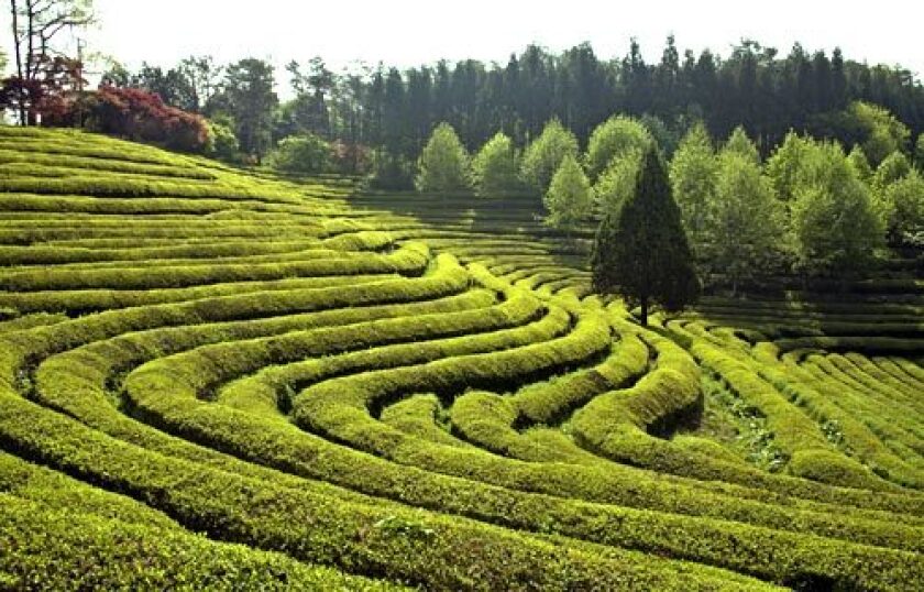 SUITED TO A TEA: Cultivation of green tea was revived in 1957 at Daehan Tea Plantation in the South Jeolla Province.