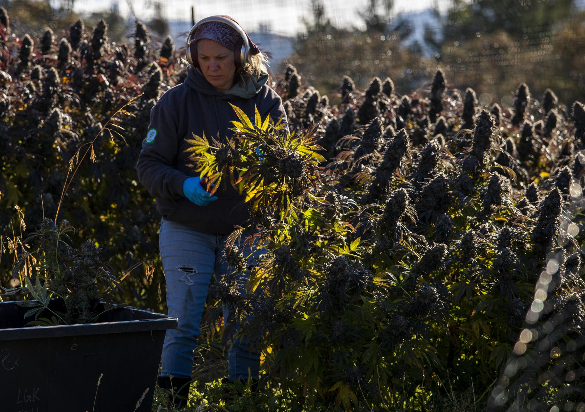A cannabis farmer harvests the plant.