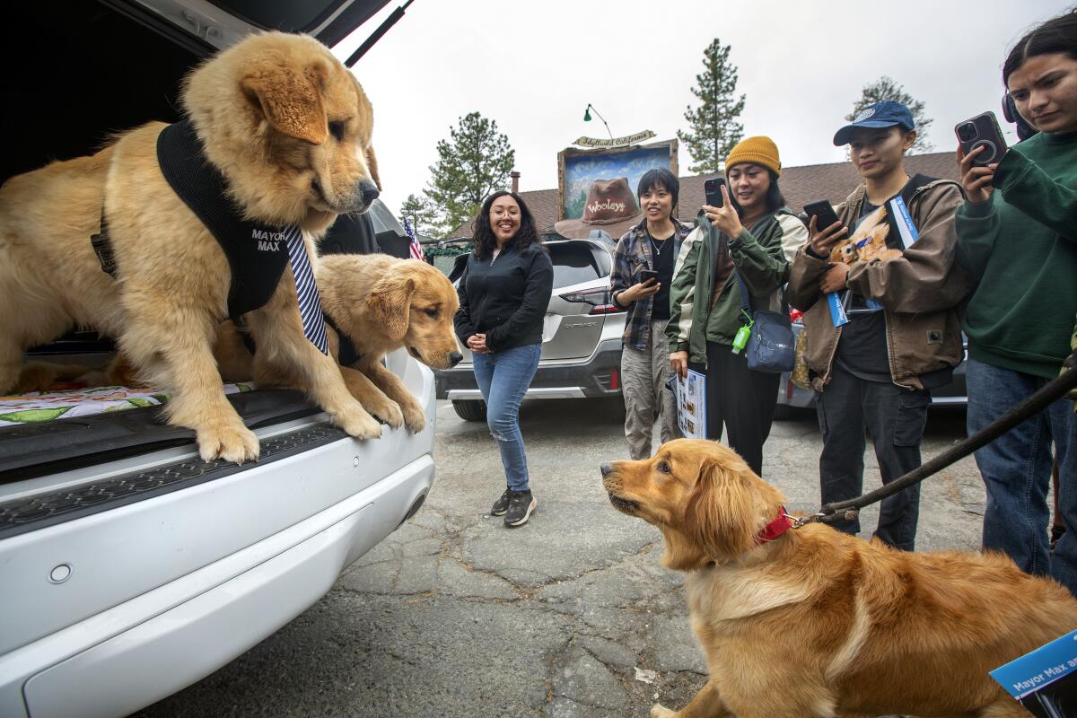 Two golden retrievers greet a third dog from the back of a car.