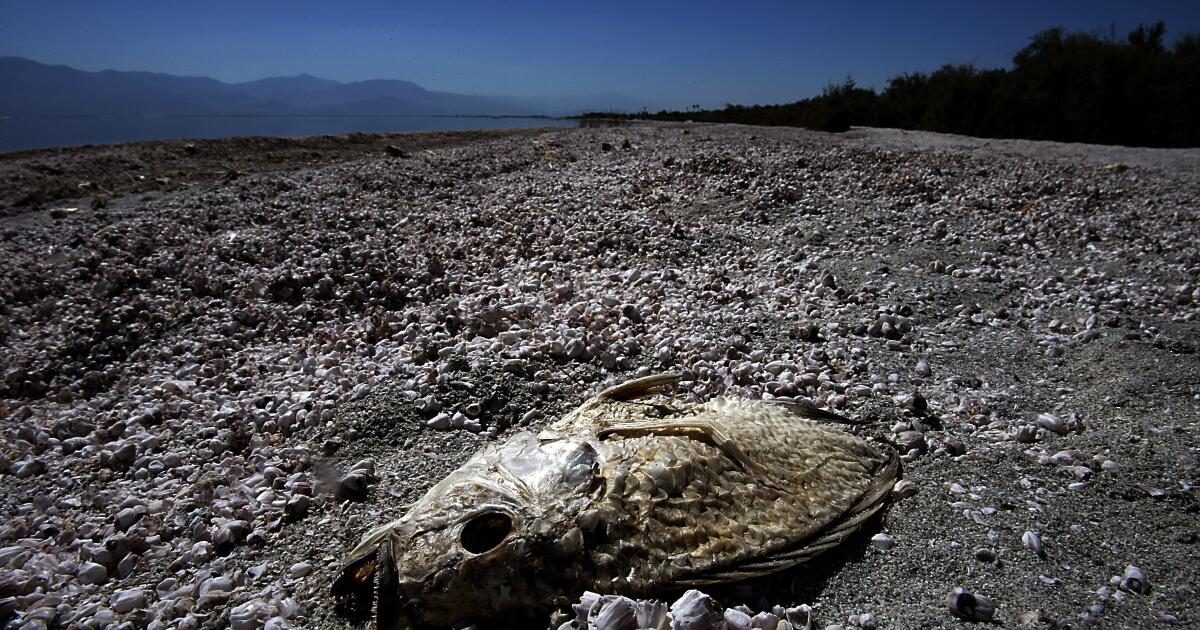 The Salton Sea is smellier than ever and worsening individuals’s bronchial asthma