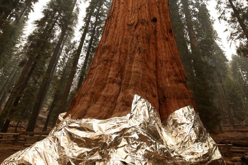The historic General Sherman tree was protected from fires by structure wrap
