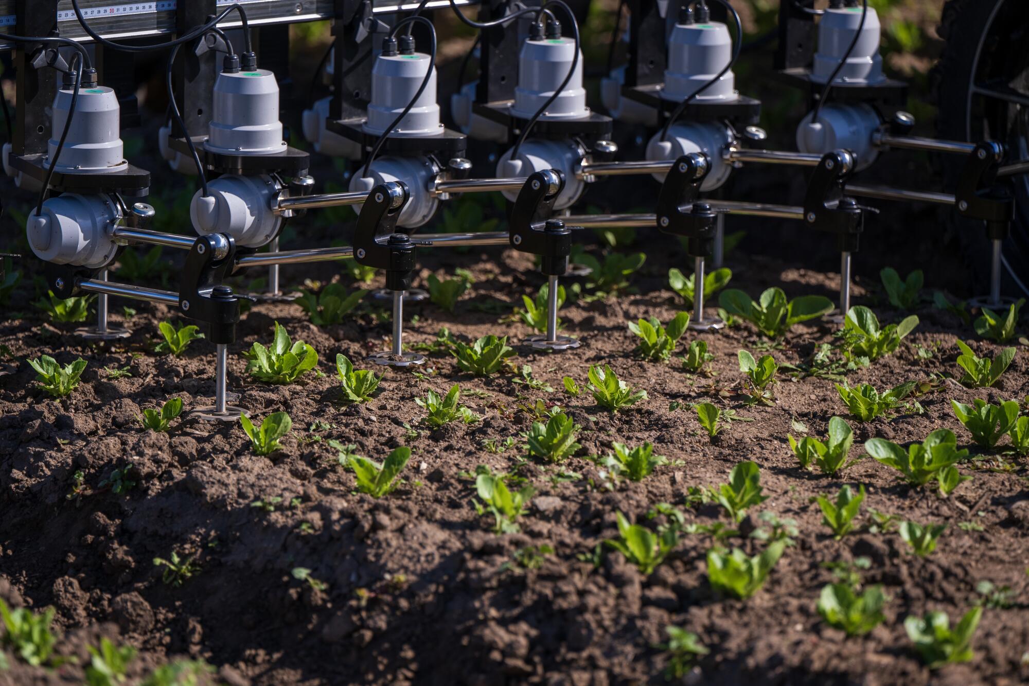 A robot weeder cuts weeds around romaine lettuce.