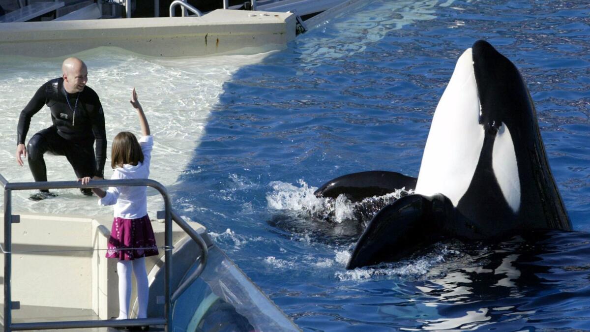 An orca performs at SeaWorld in San Diego in 2006.