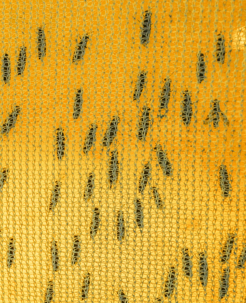 AgriProtein breeds black soldier flies to create maggots, which it uses to make protein meal and oil that can be fed to animals.