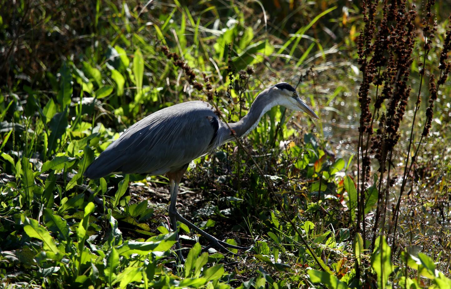 El Dorado Park in Long Beach