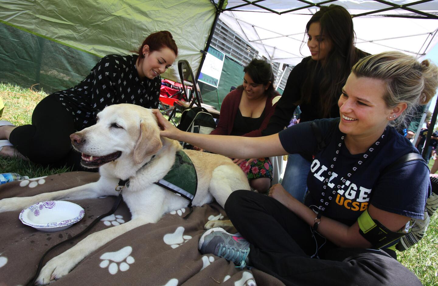 Pet therapy