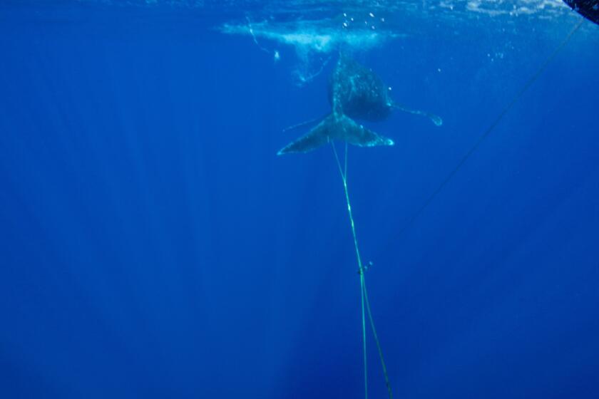 In this photo provided by the National Oceanic and Atmospheric Administration, officials remove mooring line and a buoy from a young humpback whale off Ukumehame, Maui, Wednesday, Jan. 26, 2022. Federal officials say the yearling humpback was freed from entanglement in gear that included about 140 feet of line and a plastic trawling buoy. (Ed Lyman/NOAA via AP)