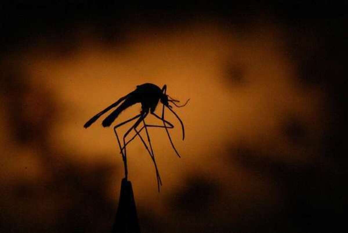 A mosquito is held by a pair of tweezers.