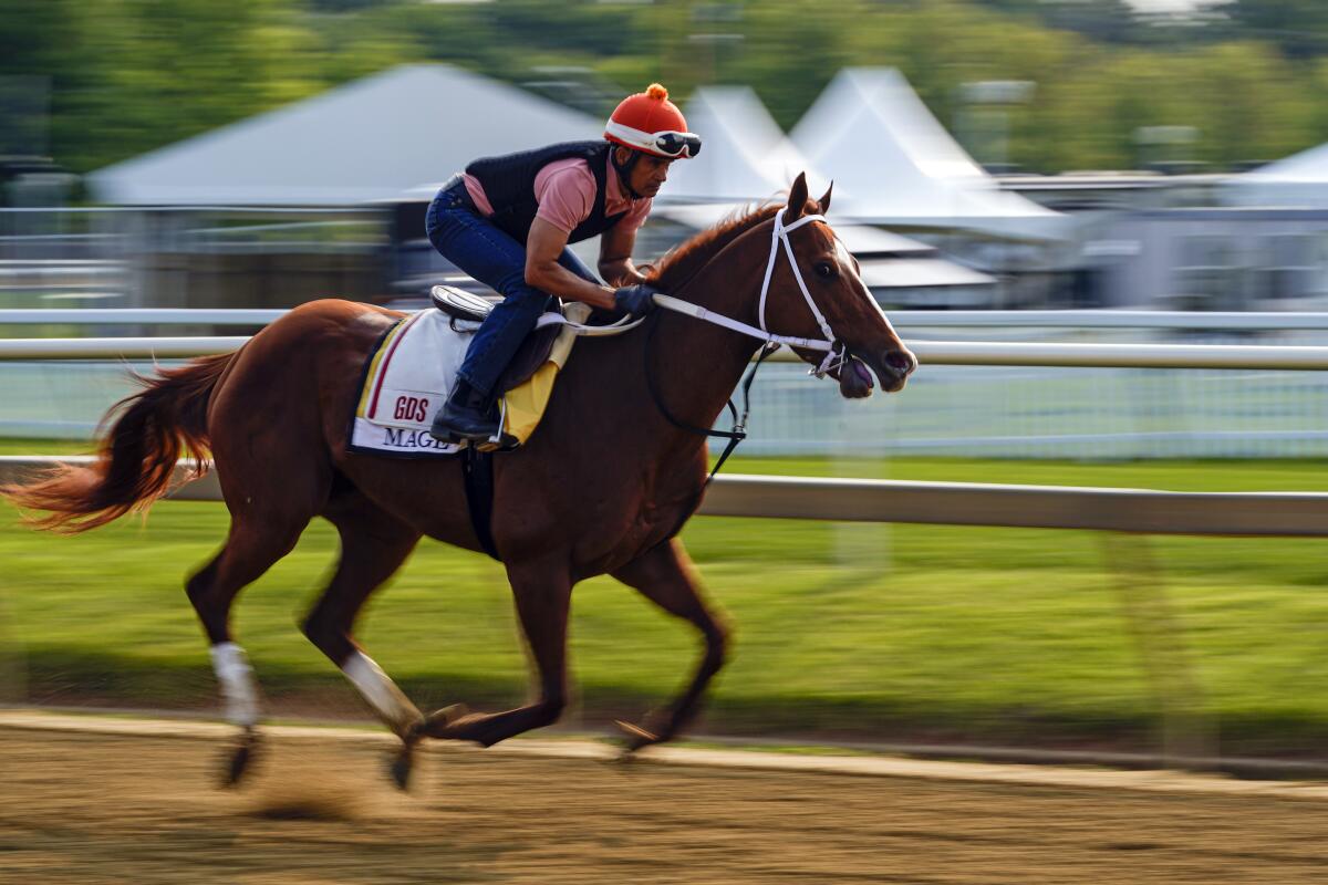 Preakness Stakes entrant Mage works out at Pimlico Race Course.