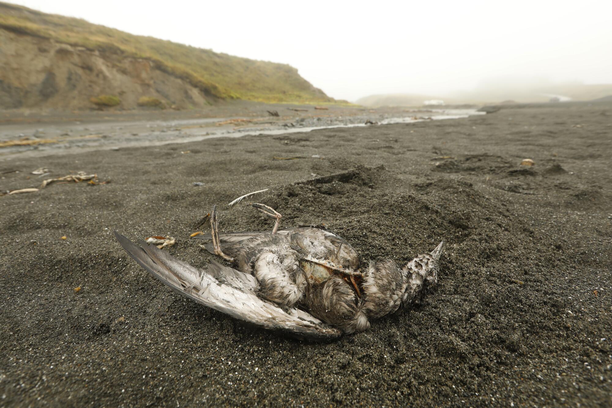 A dead bird in the sand.
