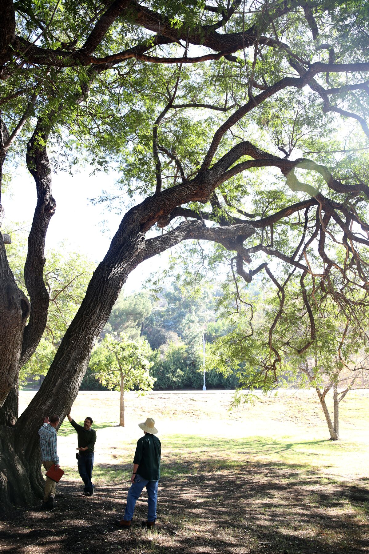 Leon Boroditsky, Jorge Orchoa, and Steve Dunlap, left to right, stand under a tipu tree, which is native to South America's tropical forests. It's one of the oldest trees in the city that stands in L.A.'s first arboretum.