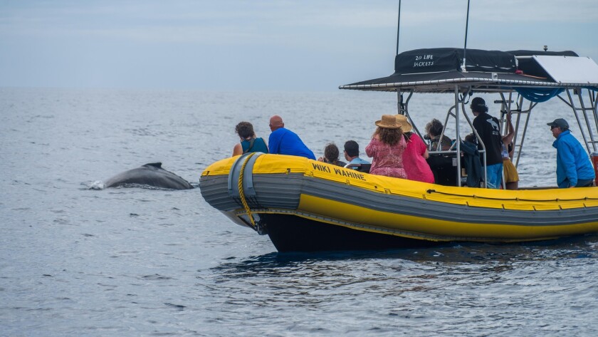 Four places on Maui to see humpback whales right now - Los Angeles Times