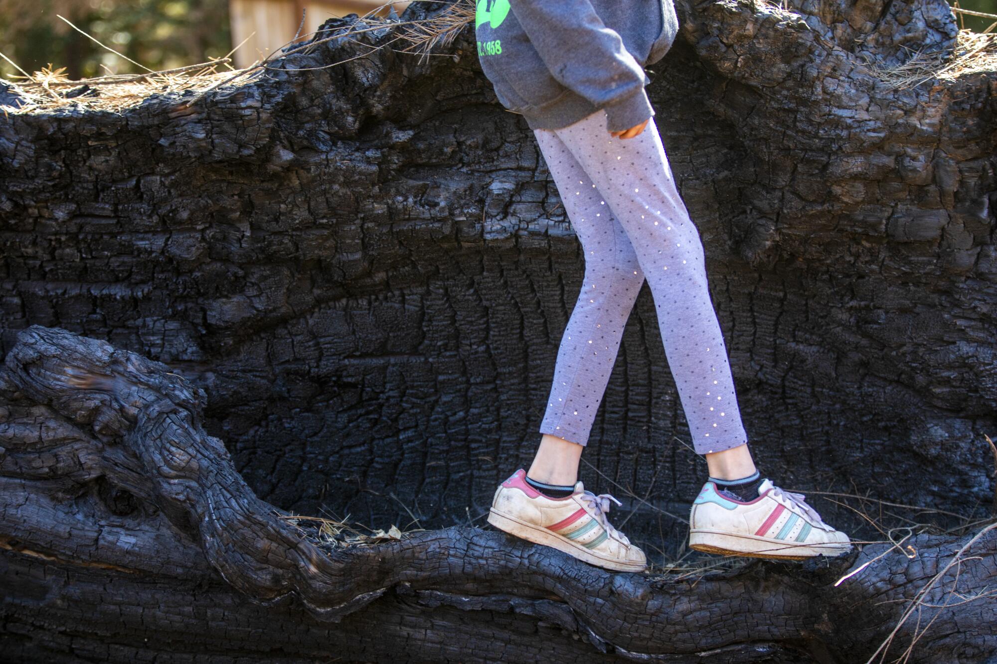 A young girl walks over a burnt tree.