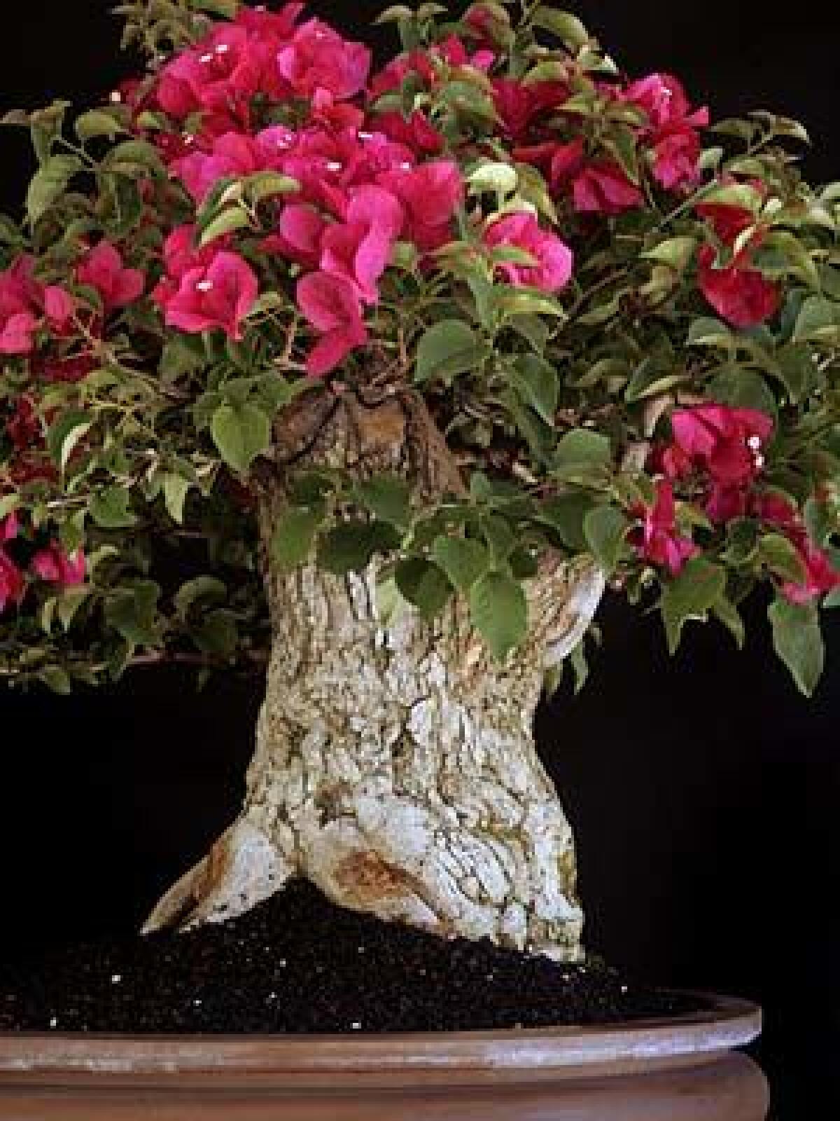 Paul De Rose's red bonsai bougainvillea started out as a 30-foot-tall bougainvillea that he dug up from a friend's garden 12 years ago. Then, after years of pruning and trimming, it transformed into a handsome, 3-foot bonsai.