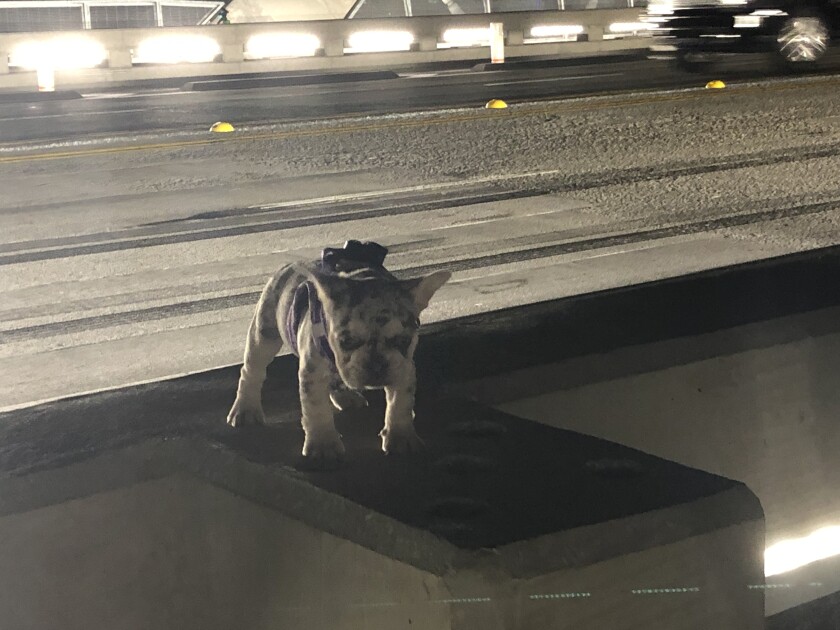 A French bulldog puppy, wearing a harness, stands on a concrete barricade, a roadway visible behind it.