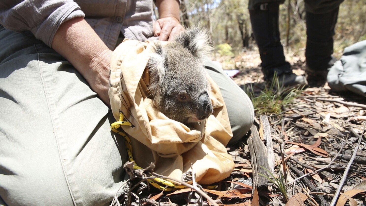 Koalas In Fire Ravaged Australia Get Help From San Diego Zoo Los