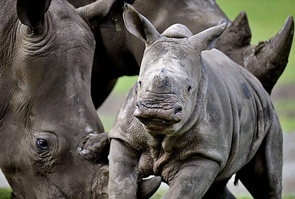 White rhinoceros calf Naruna explores with its mother in its enclosure at the Serengeti Park in Hodenhagen, Germany. Naruna was born at the park on Nov. 22, 2008.