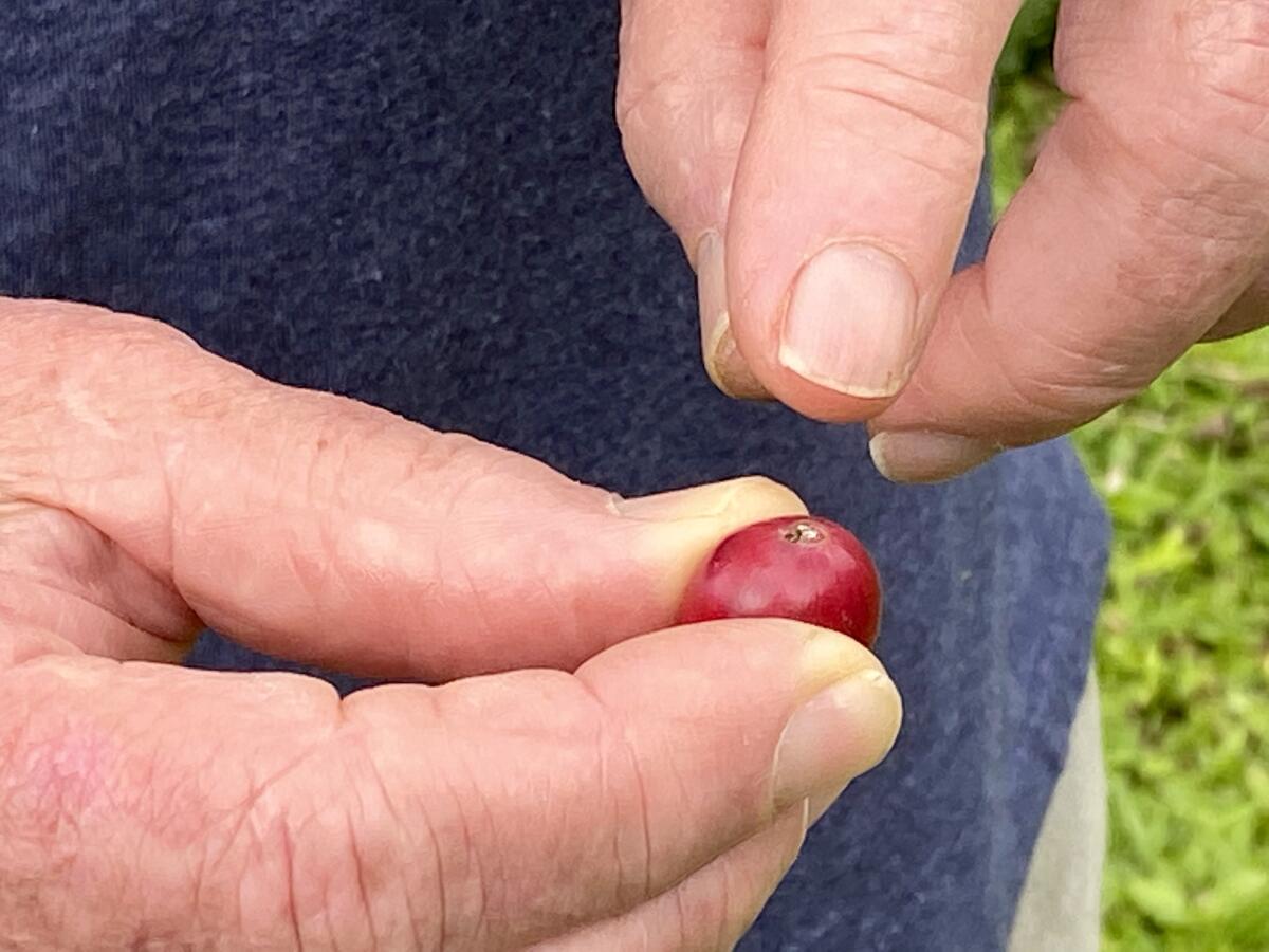 Kona farmer Bob Smith holds a coffee bean penetrated by a borer beetle, one of an increasing number of pests to reach Hawaii.