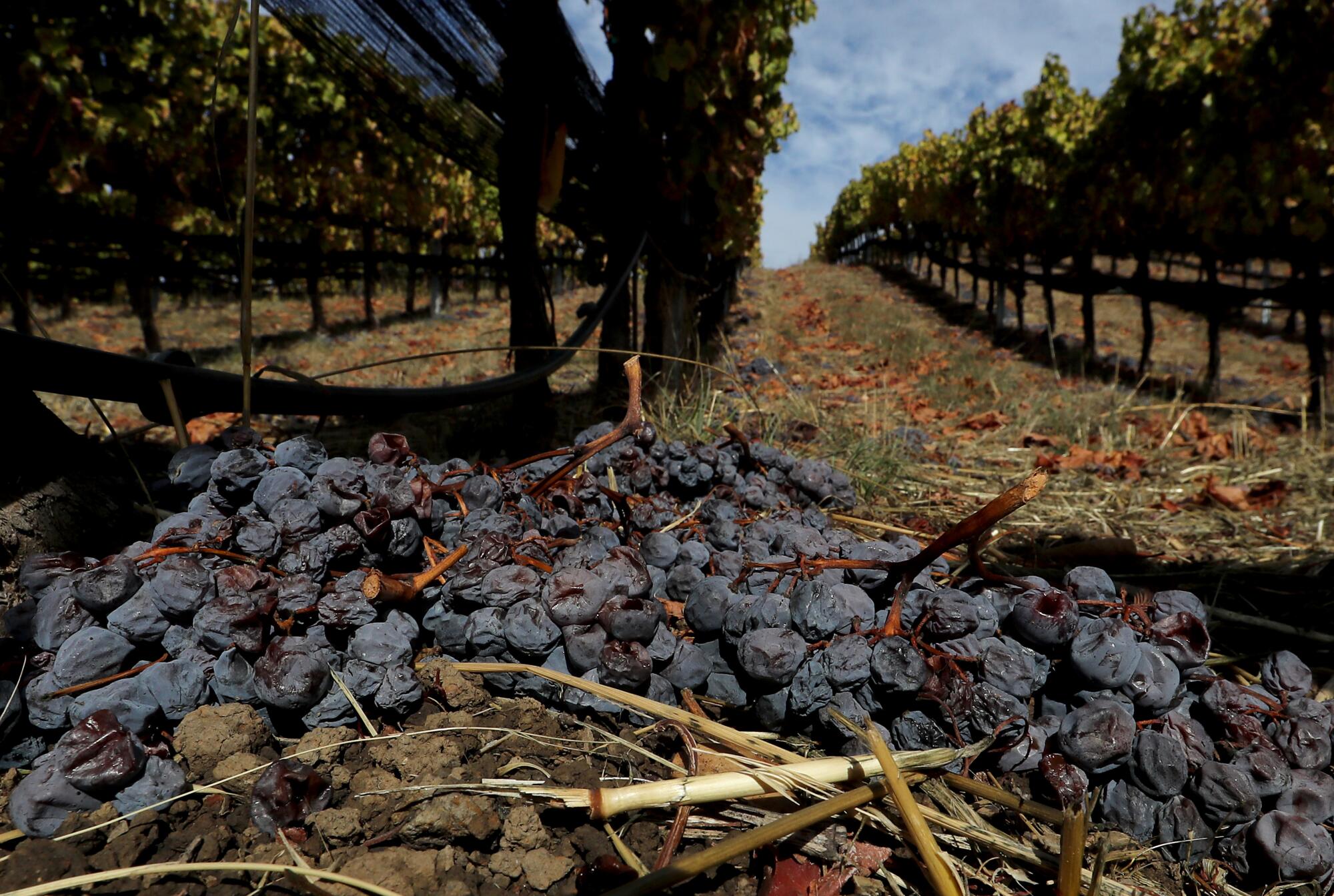 Grapes ruined by smoke have been trimmed from vines at Big Basin Vineyards in Boulder Creek.