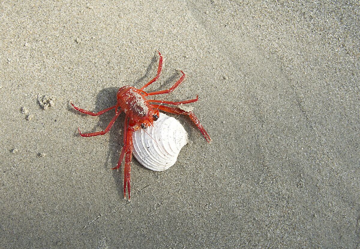 A pelagic red crab encounters a seashell on Balboa Island on Wednesday morning after thousands of the tiny crustaceans came ashore with the high tide.