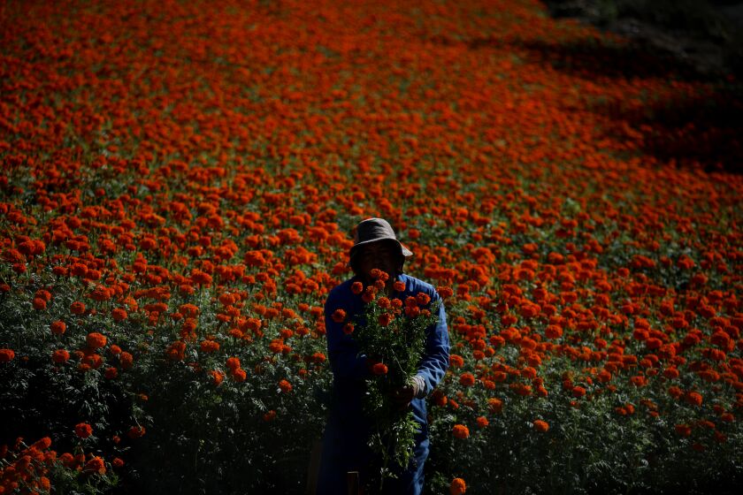 SOMIS, CA - OCTOBER 27: Jose Espitia, 39, harvest marigold flowers for Dia de Muertos (Day of the Dead) at Mi Rancho Conejo on Thursday, Oct. 27, 2022 in Somis, CA. Zeferino Garcia, a pioneering Oaxacan entrepeneur, is the owner of Mi Rancho Conejo. Dia de Muertos is a holiday traditionally celebrated on November 1 and 2, originating in Mexico. The multi-day holiday involves family and friends gathering to pay respects and to remember friends and family members who have died. Traditions connected with the holiday include honoring the deceased using calaveras and aztec marigold flowers known as cempazuchitl, building home altars called ofrendas with the favorite foods and beverages of the departed, and visiting graves with these items as gifts for the deceased (Wikipedia).(Gary Coronado / Los Angeles Times)