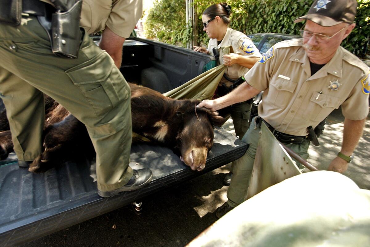 California Department of Fish and Wildlife wardens Don Nelson, left, Ilia Banks and Martin Wall transfer a tranquilized Glen Bearian into a cylinder-like trap with an exit door that will transport him back to the forest.