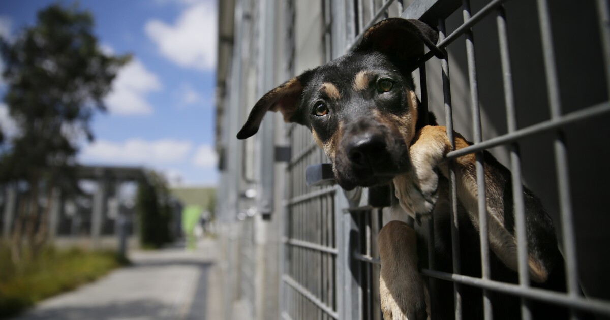 L.A. closer to 'no-kill' animal shelters as euthanization rates drop