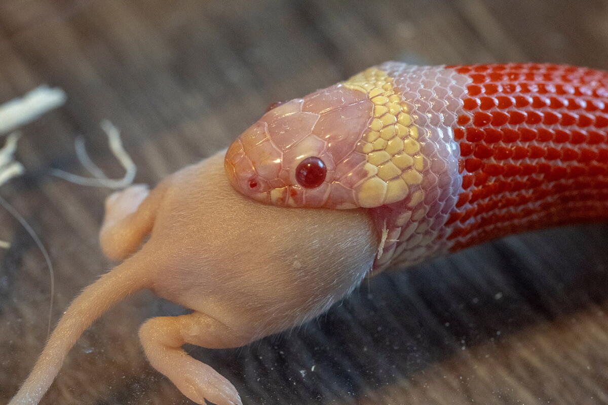 Mouse Riding A Snake Snakes as Pets: A Practical Guide - Los Angeles Times