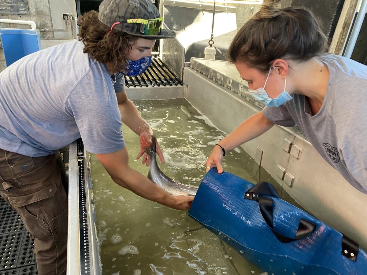 A man slips a sockeye salmon into a blue sleeve held by a woman in a metal trough of water