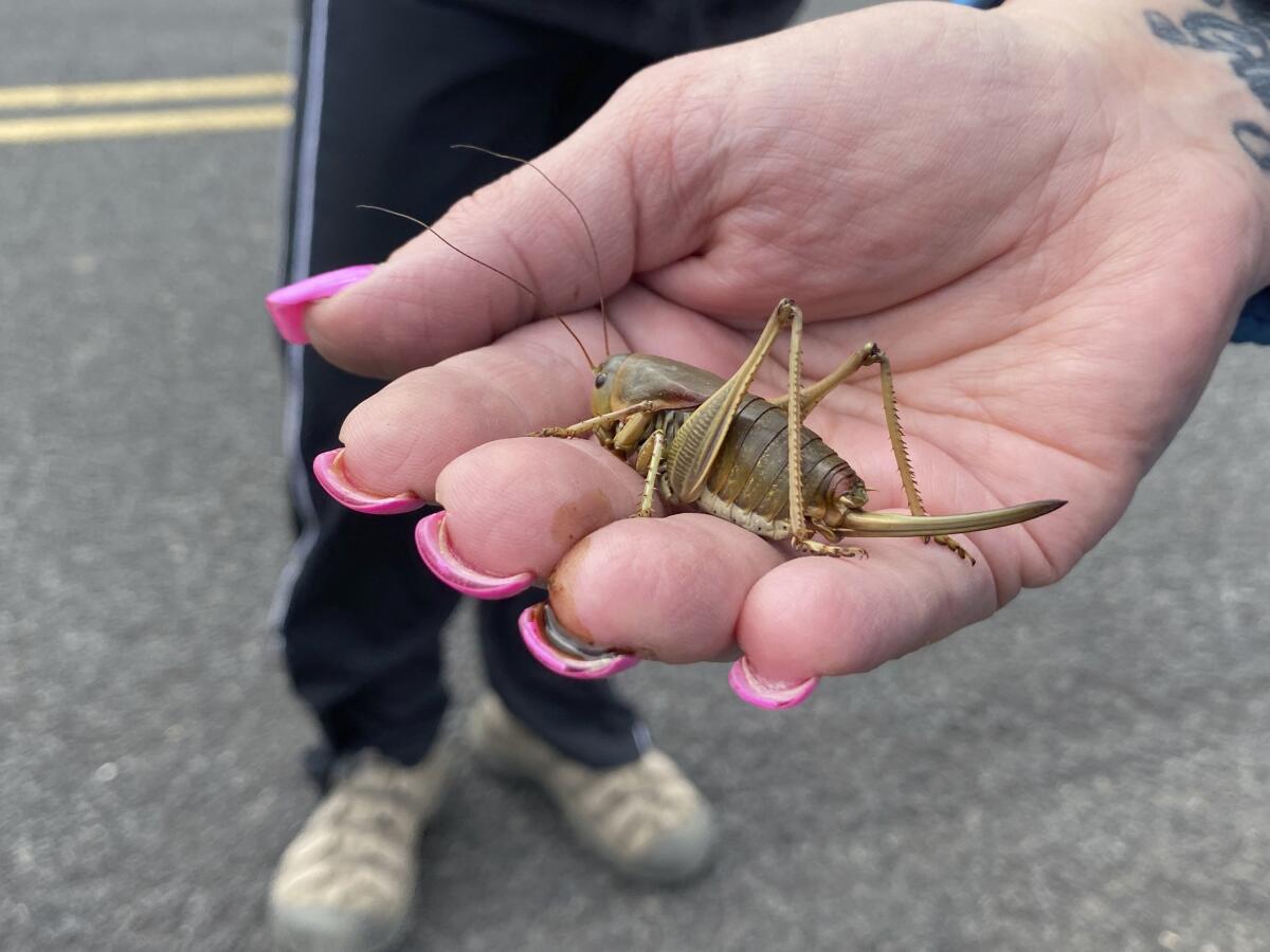 April Aamodt holds a Mormon cricket in her hand.