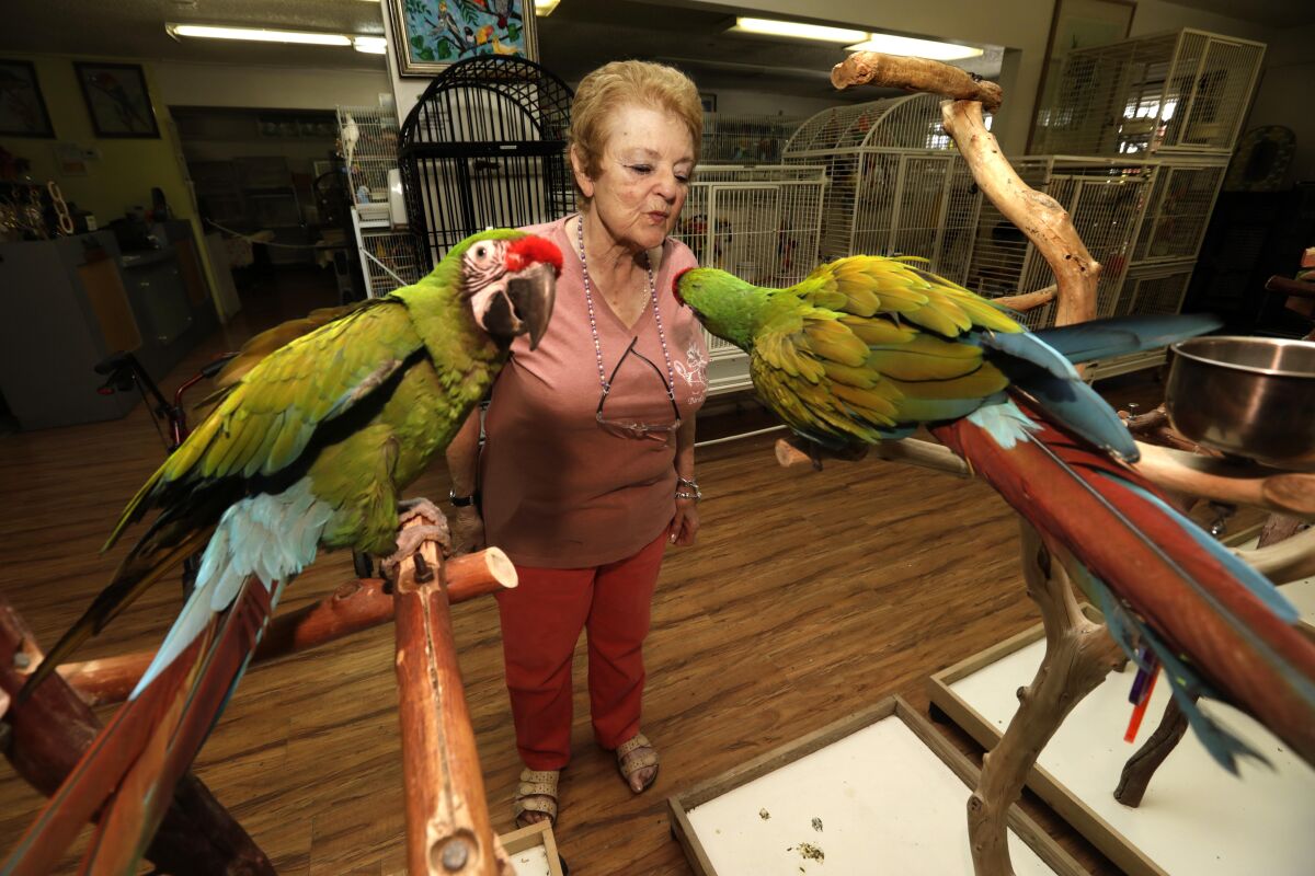 A woman stands near two birds perched in a store.