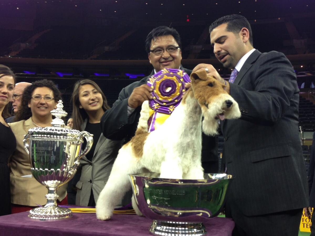 Sky, a wire fox terrier, shown by Gabriel Rangel, center, at the Westminster Kennel Club Dog Show in New York. Sky defeated six other dogs, whittled down from a field of more than 2,800.