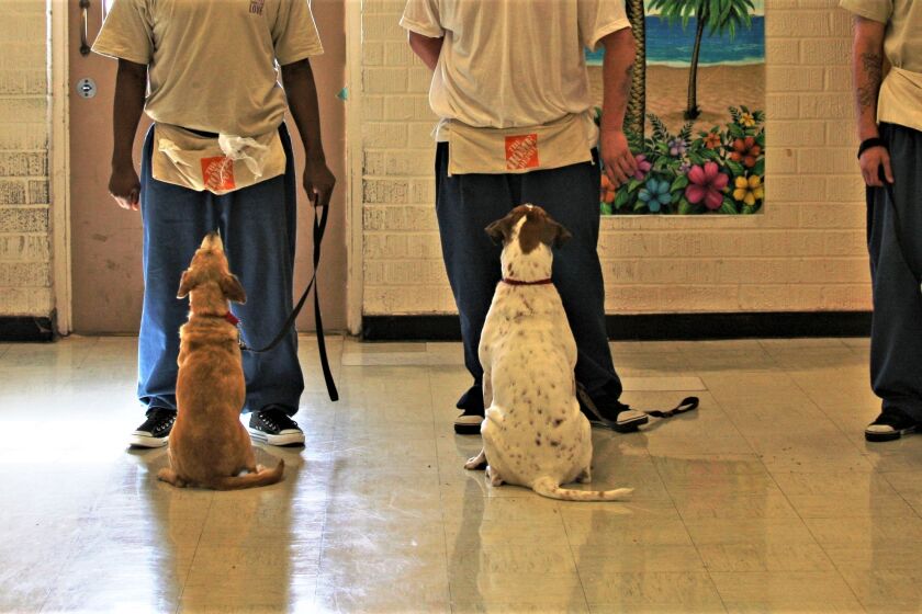 Cell Dogs pairs shelter dogs with inmates, who train them for adoption.