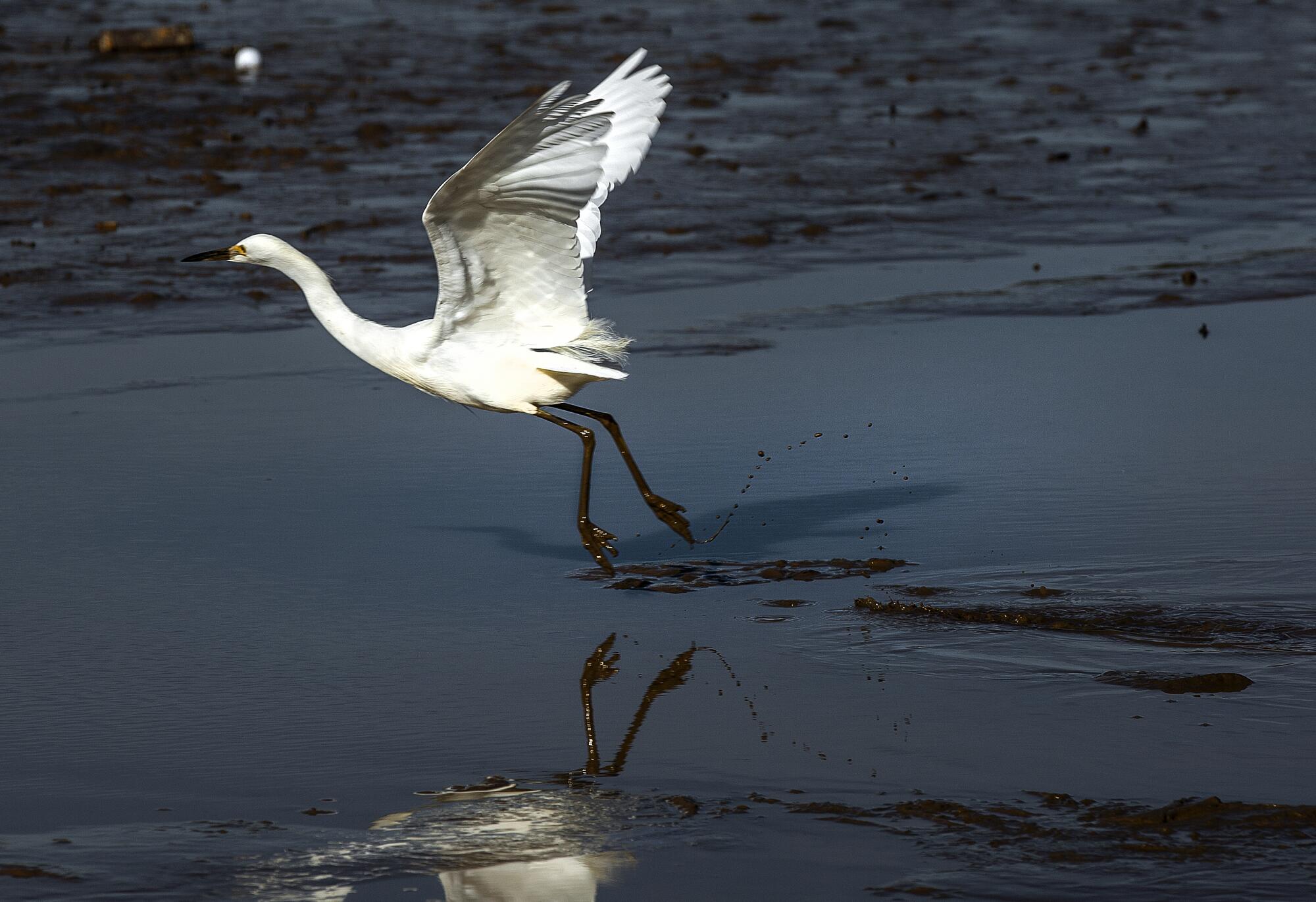 An egret takes flight over muddy water.
