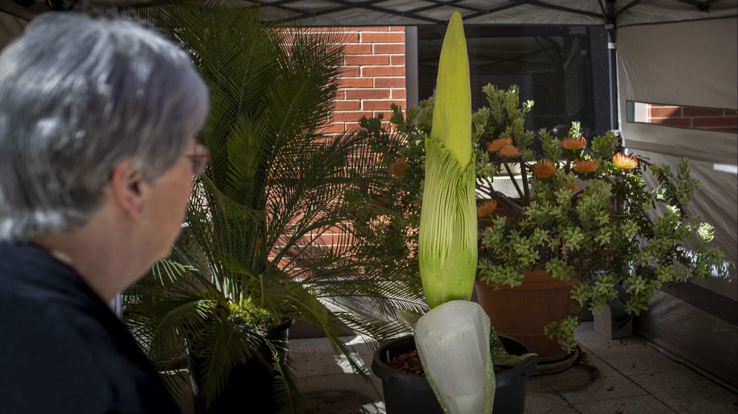 Rare Corpse Flower Ready For Stinky Appearance At Cal State Long Beach Los Angeles Times