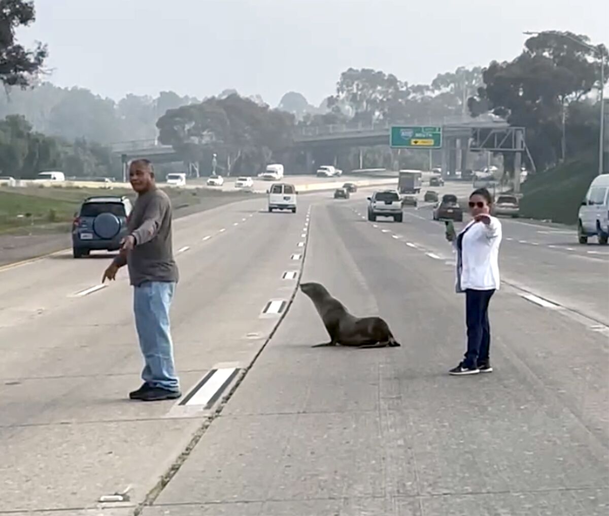 A screenshot from a video showing motorists helping a sea lion cross Route 94 near the I-!5 east of downtown San Diego.