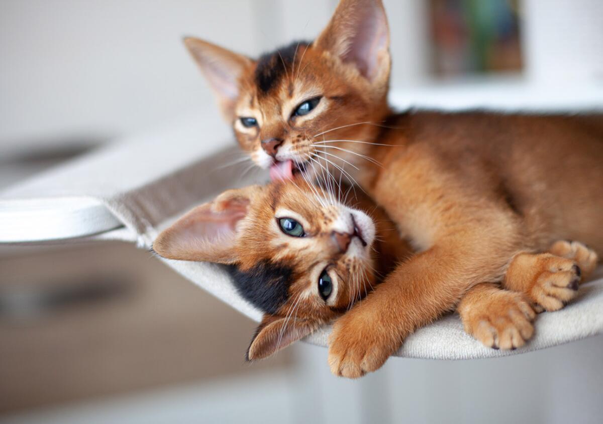 Cuddly Cat Breeds: Top Adorable Felines You’ll Love Hugging