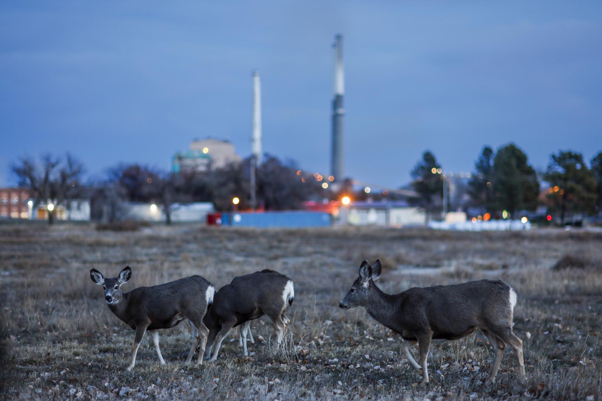 Mule deer roam through the town of Colstrip, not far from the power plant.