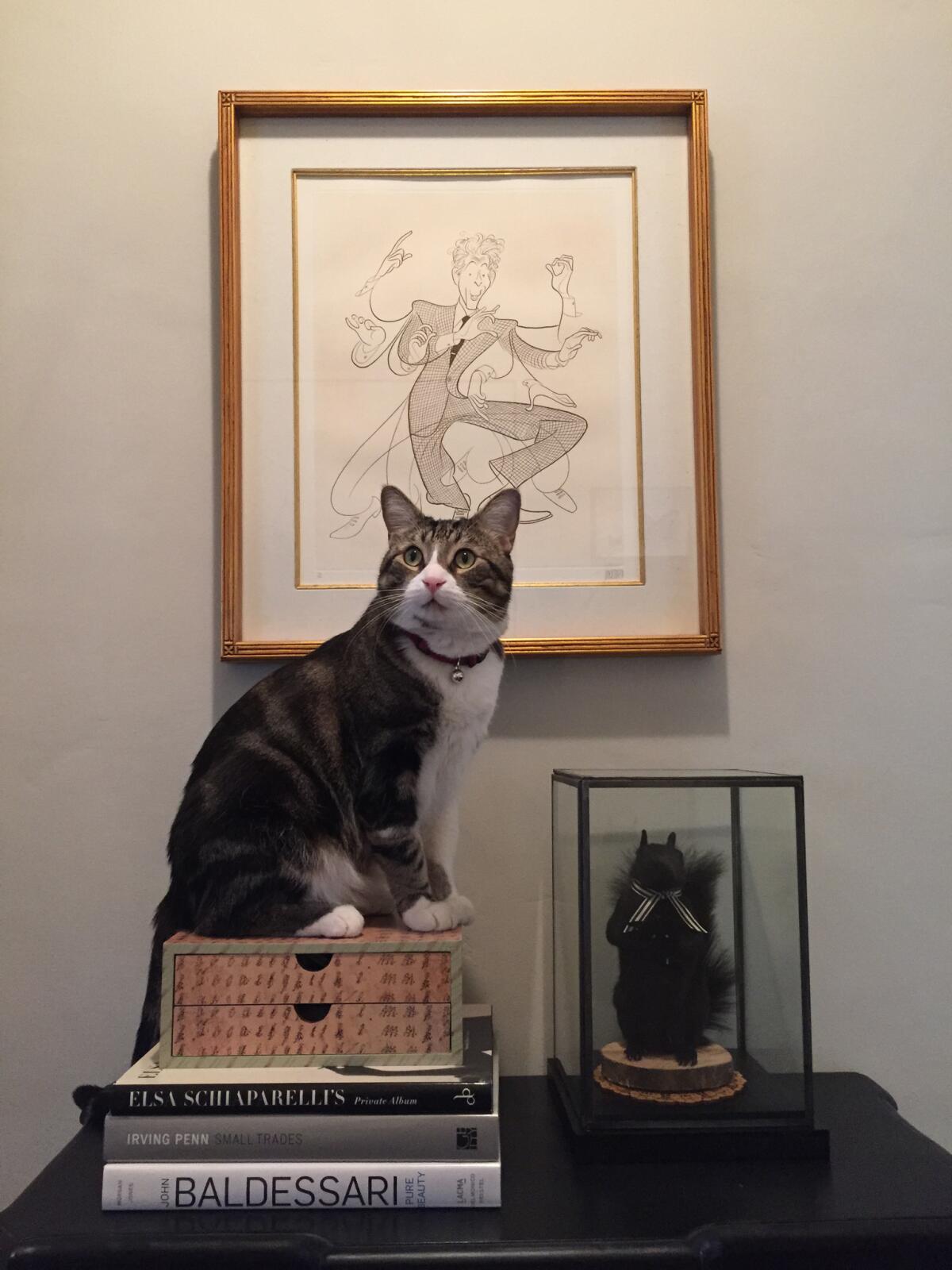 Los Angeles Times writer Mark Olsen's cat: Bosco V Brosio.