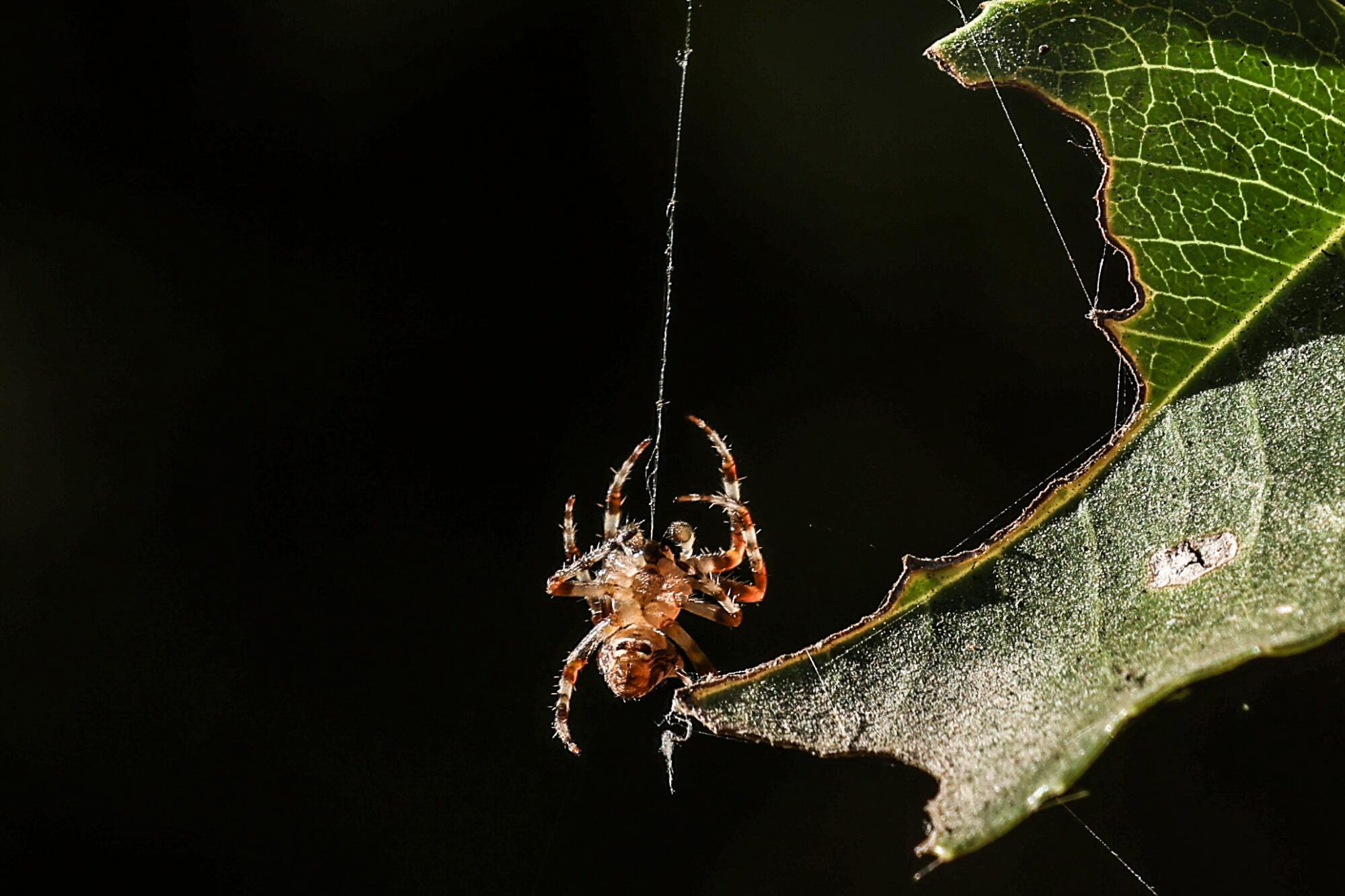 A brownish-reddish spider hangs by a strand of silk against a black backdrop and next to a masticated leaf.