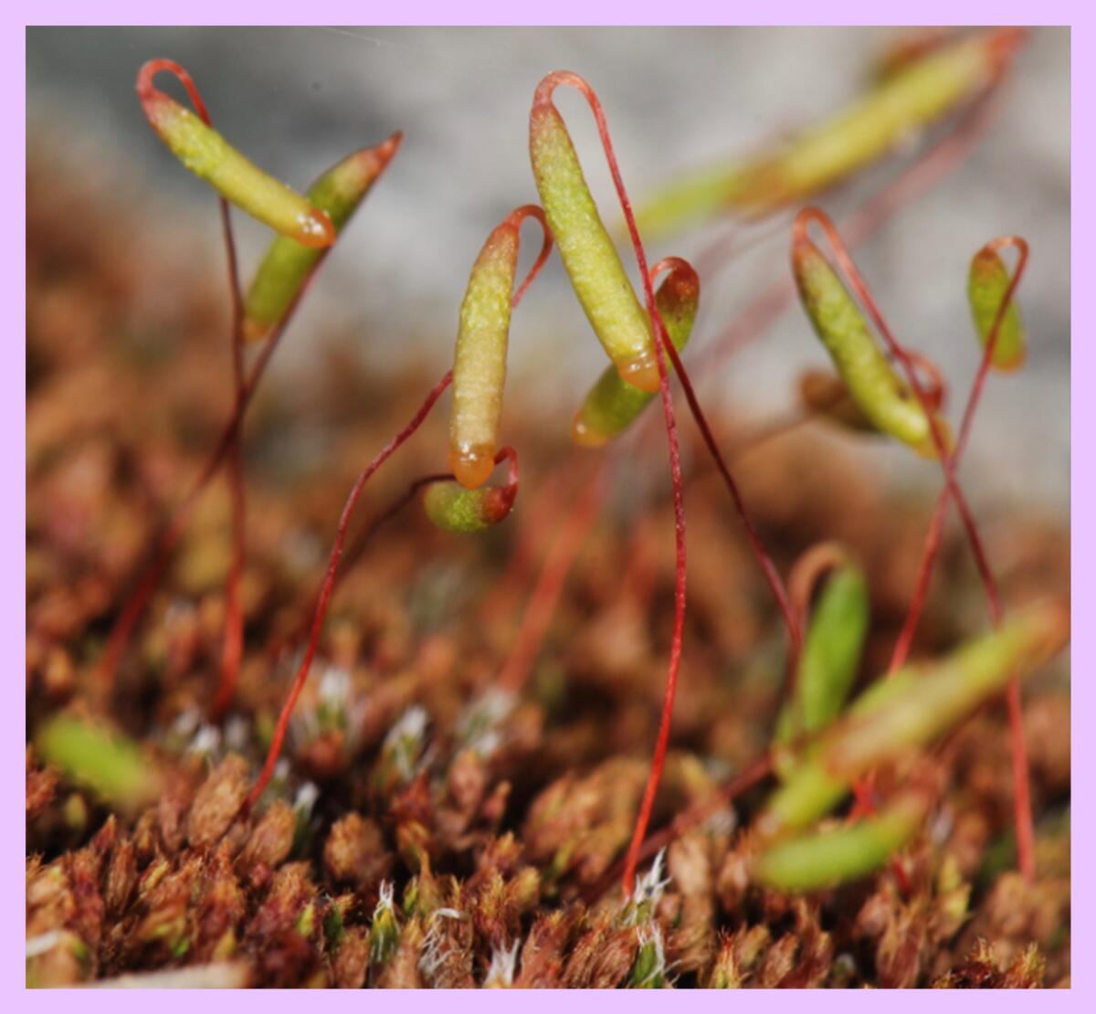 Sprouts shoot out from moss in a close-up photo.