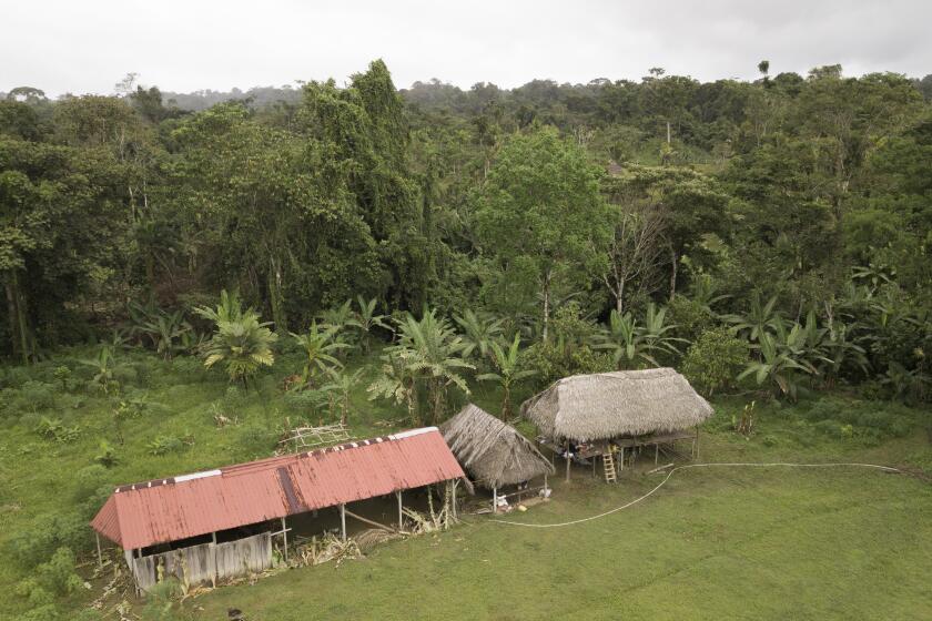 View of the improvised temple where a pregnant woman, five of her children and a neighbor were killed in a religious ritual in the jungle community of el El Terron, Panama, Friday, Jan. 17, 2020. The indigenous residents were rounded up by about 10 lay preachers on Jan. 13 and tortured, beaten, burned and hacked with machetes to make them "repent their sins", authorities said. (AP Photo/Arnulfo Franco)