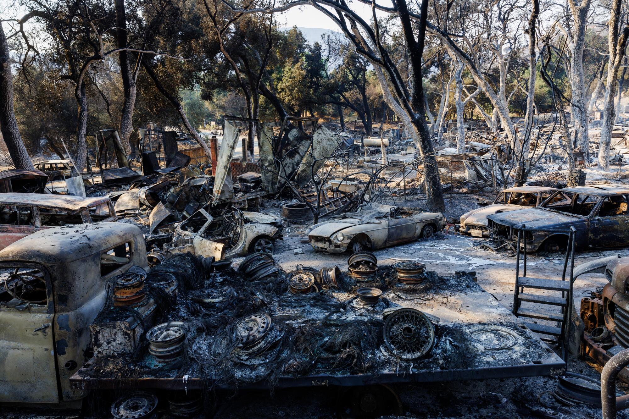 Vintage vehicles damaged by fire, parked near scorched trees 