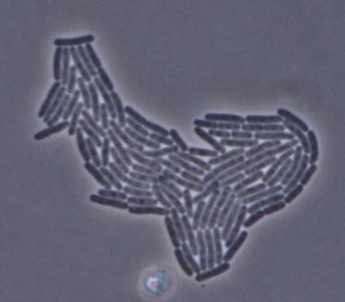 E. Coli bacteria, dividing.