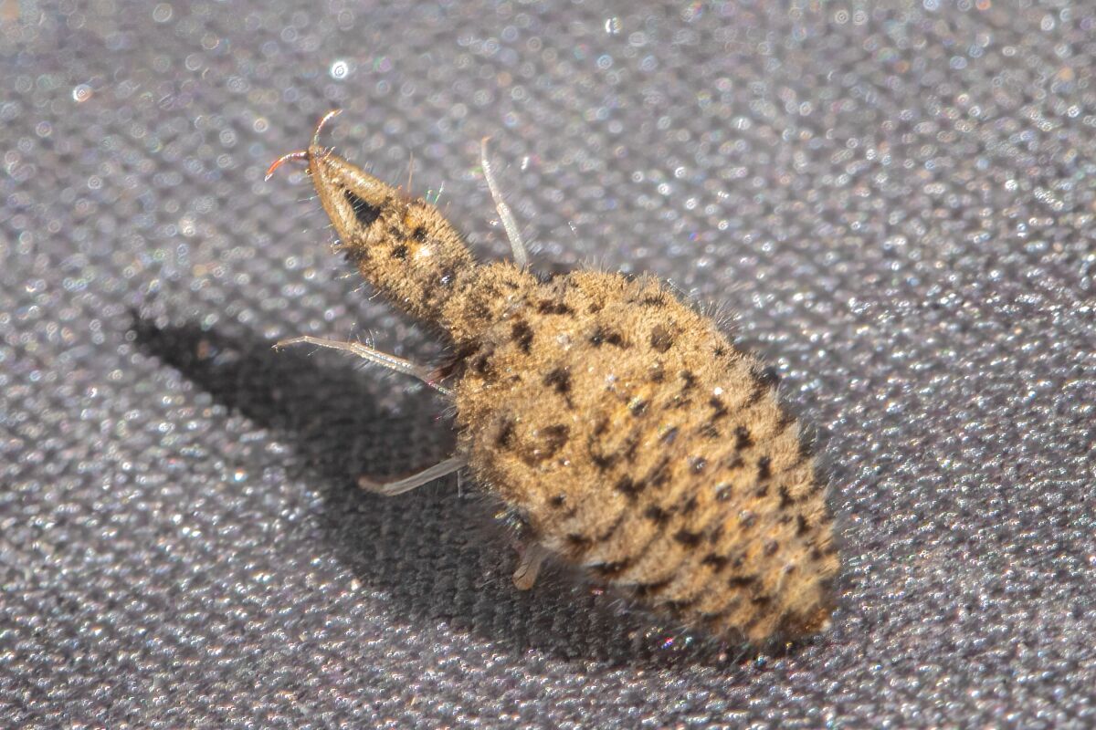 The six-legged antlion has an armored shell with two barbed jaws facing forward.