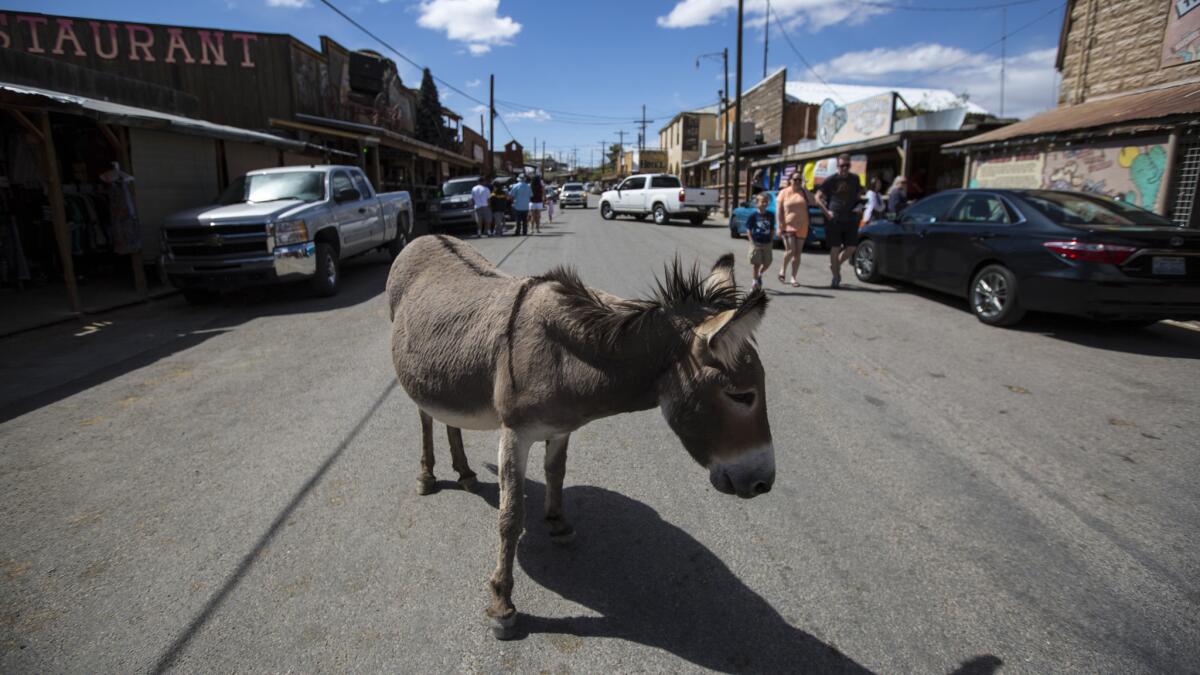 Wild burros roam the streets in the Historic Route 66 town of Oatman, Ariz. The burros are descended from pack animals turned loose by early prospectors and are now protected under federal law.